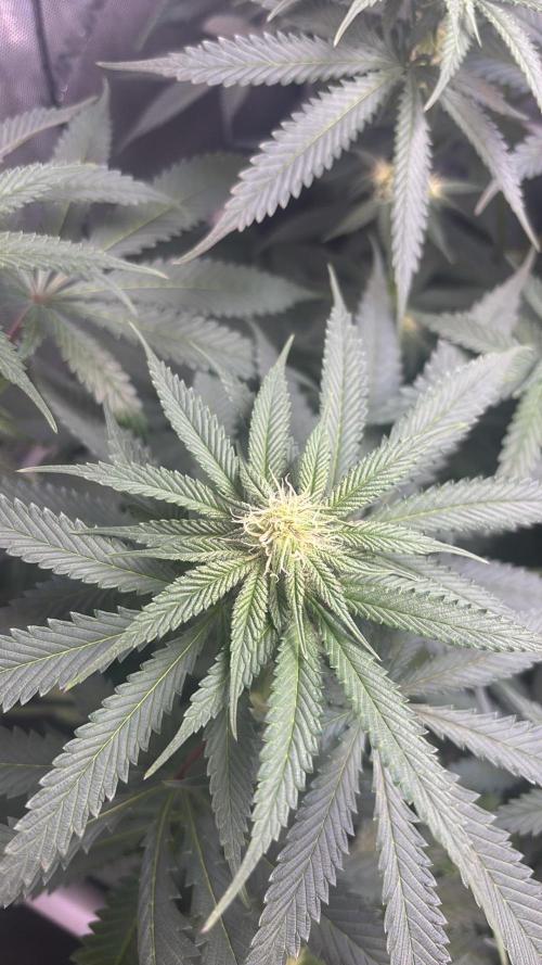 Grow #4 Coochie Runtz (Repeat). Week 11