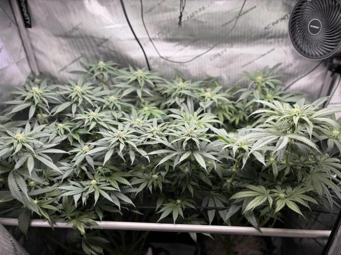 Grow #4 Coochie Runtz (Repeat). Week 11