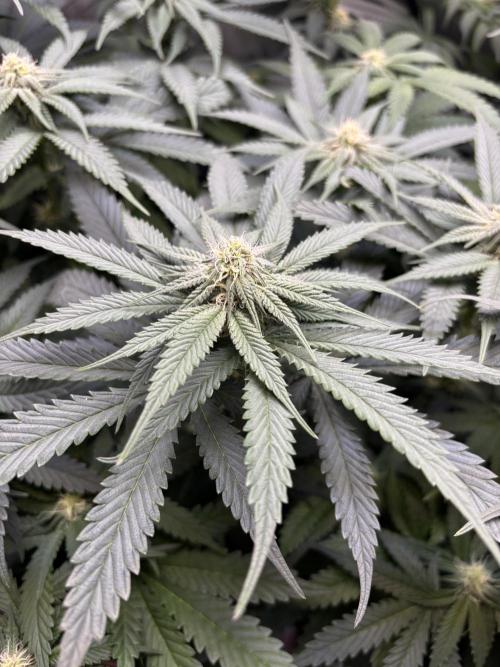 Grow #4 Coochie Runtz (Repeat). Week 11