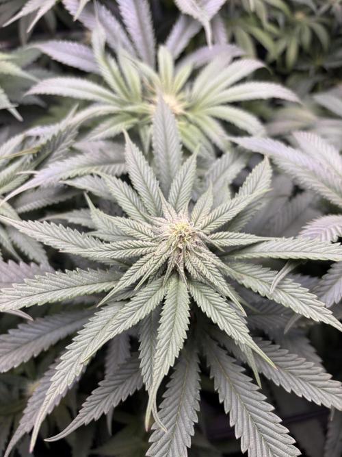 Grow #4 Coochie Runtz (Repeat). Week 11