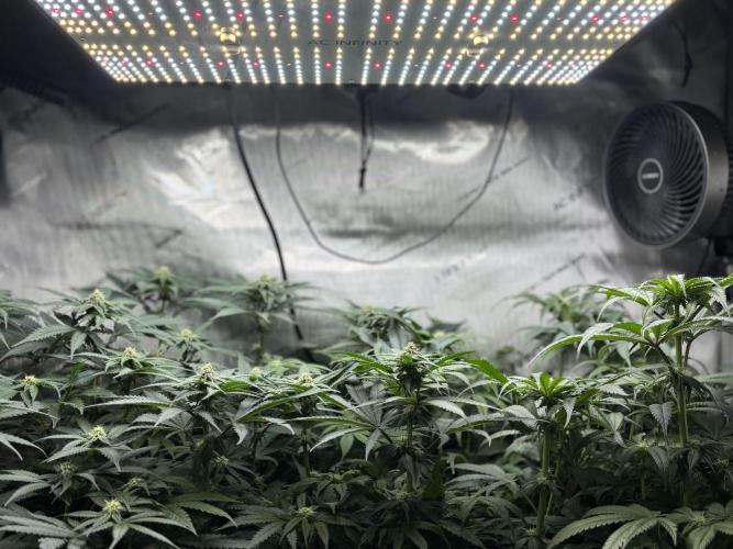 Grow #4 Coochie Runtz (Repeat). Week 11