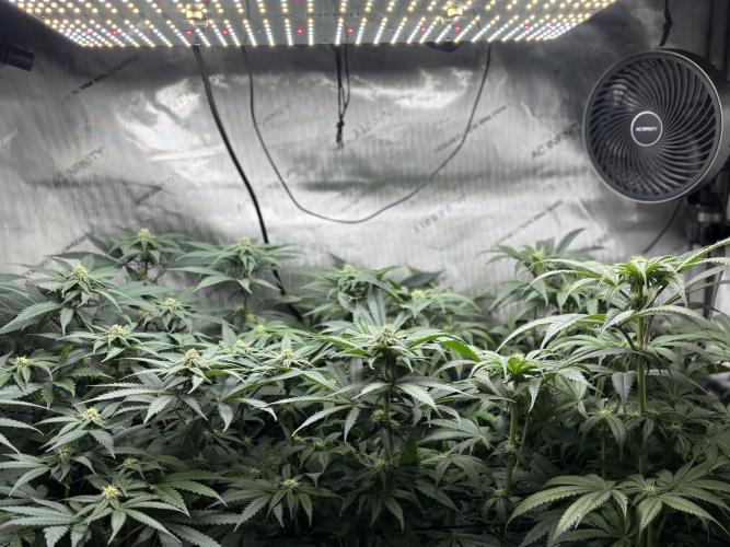 Grow #4 Coochie Runtz (Repeat). Week 11