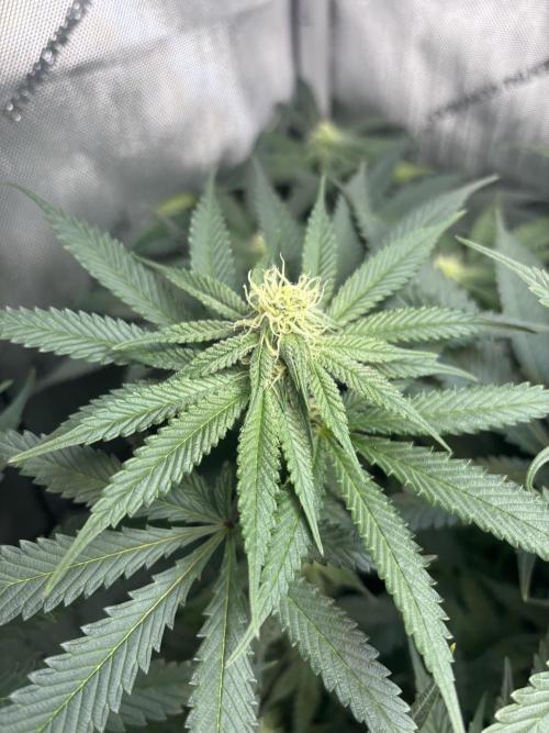 Grow #4 Coochie Runtz (Repeat). Week 11