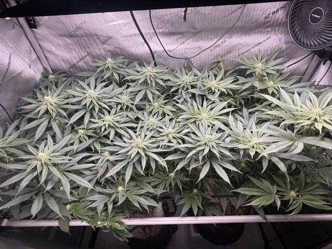 Grow #4 Coochie Runtz (Repeat). Week 11