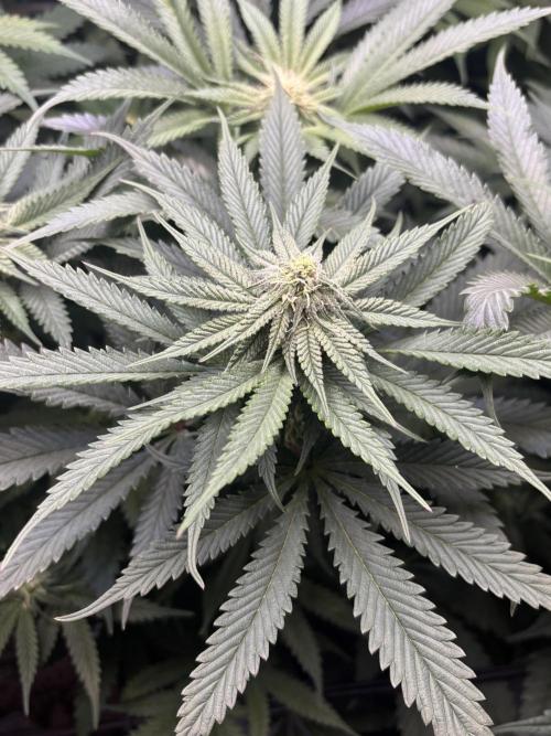 Grow #4 Coochie Runtz (Repeat). Week 11