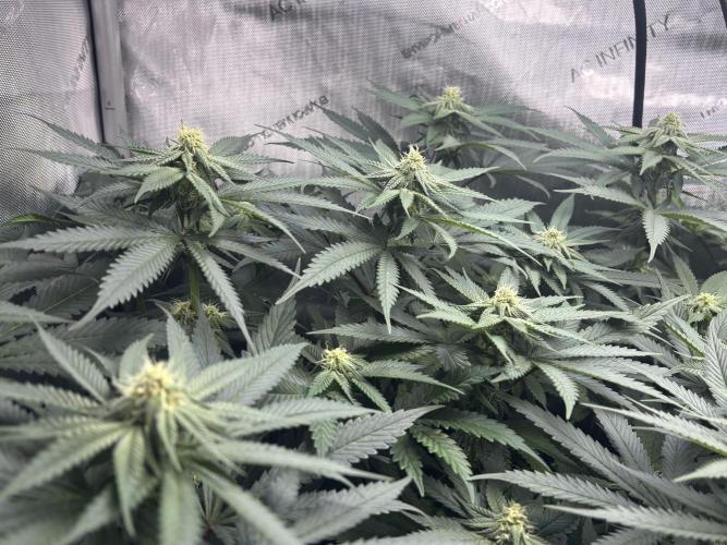 Grow #4 Coochie Runtz (Repeat). Week 11