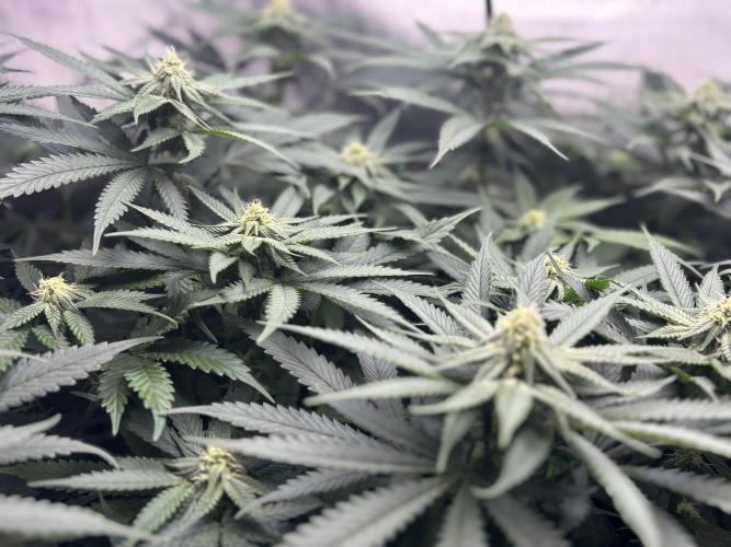 Grow #4 Coochie Runtz (Repeat). Week 11