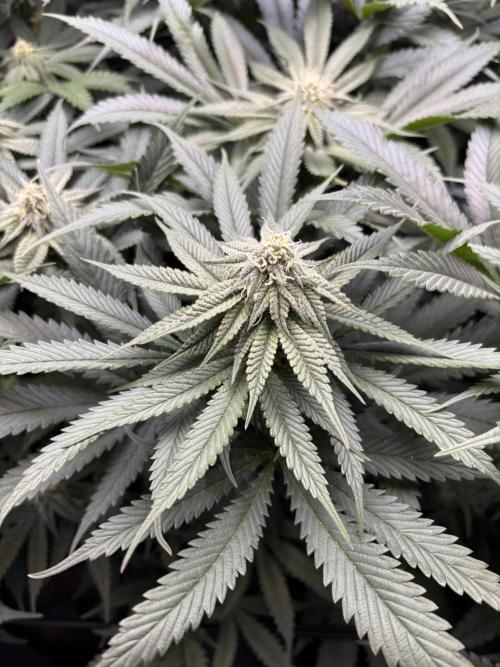 Grow #4 Coochie Runtz (Repeat). Week 11