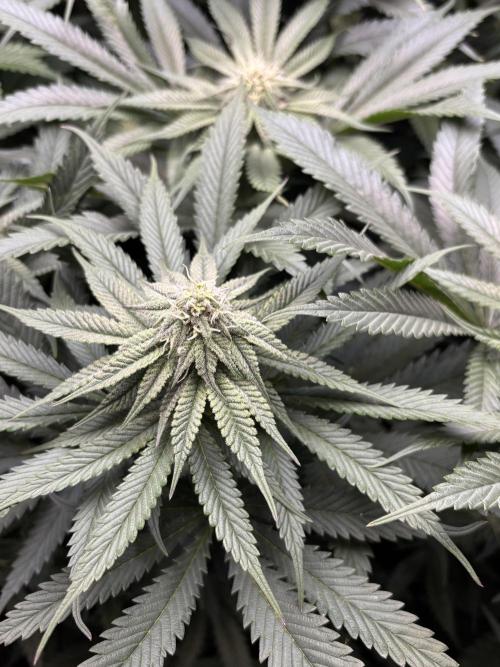 Grow #4 Coochie Runtz (Repeat). Week 11