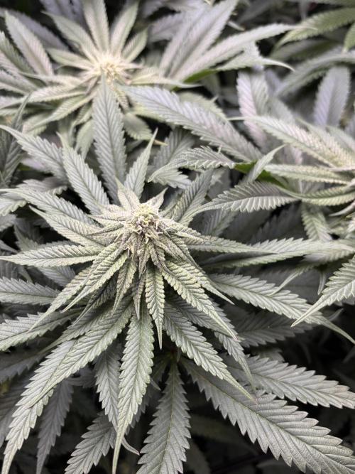 Grow #4 Coochie Runtz (Repeat). Week 11