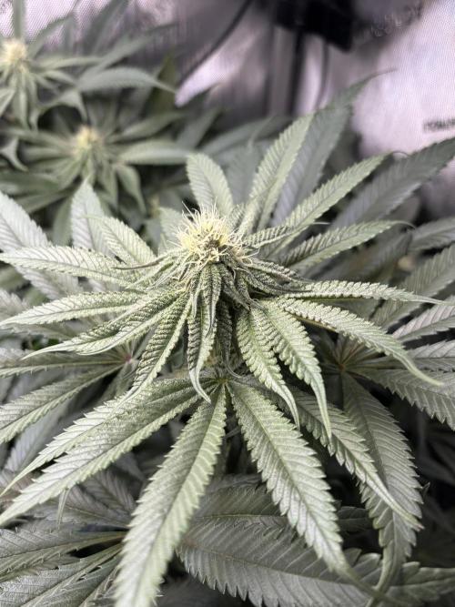 Grow #4 Coochie Runtz (Repeat). Week 11