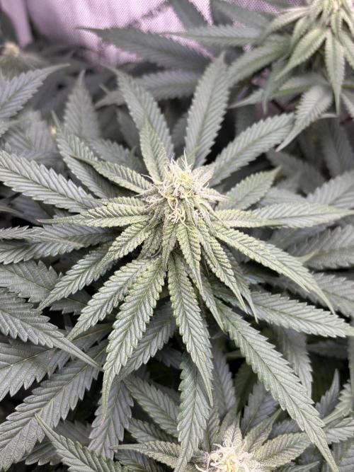 Grow #4 Coochie Runtz (Repeat). Week 11