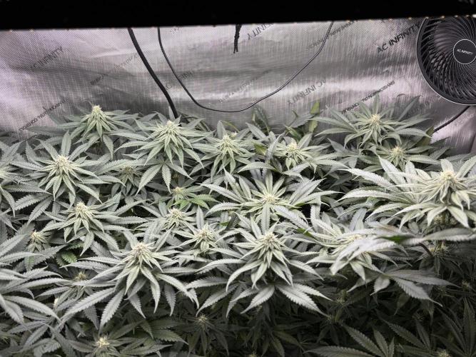 Grow #4 Coochie Runtz (Repeat). Week 11