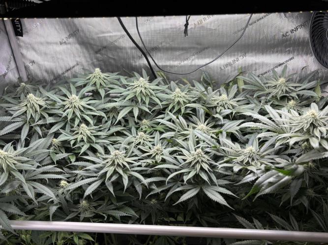 Grow #4 Coochie Runtz (Repeat). Week 12
