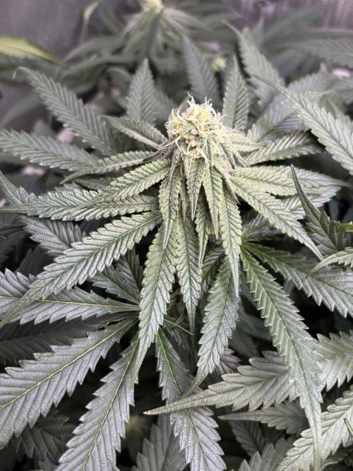 Grow #4 Coochie Runtz (Repeat). Week 12