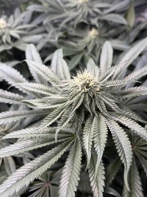 Grow #4 Coochie Runtz (Repeat). Week 12