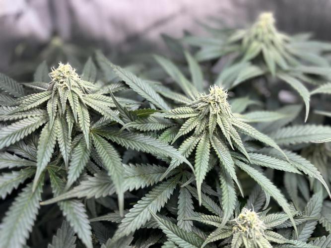 Grow #4 Coochie Runtz (Repeat). Week 12