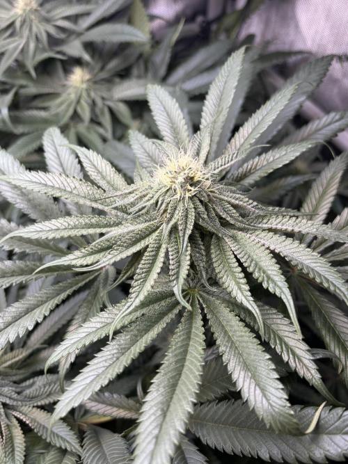 Grow #4 Coochie Runtz (Repeat). Week 12