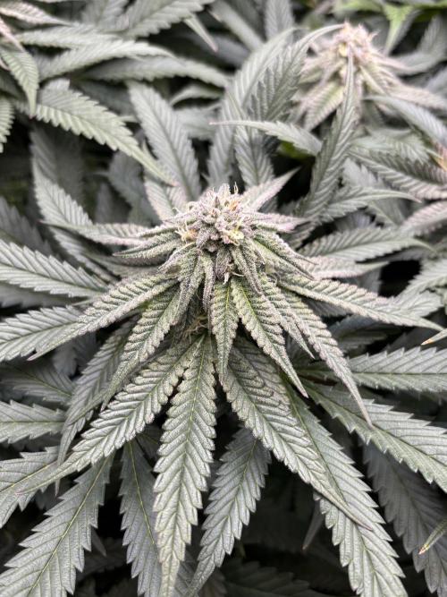 Grow #4 Coochie Runtz (Repeat). Week 12