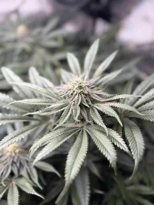 Grow #4 Coochie Runtz (Repeat). Week 12