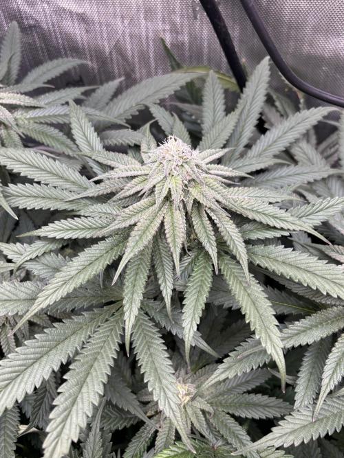 Grow #4 Coochie Runtz (Repeat). Week 12