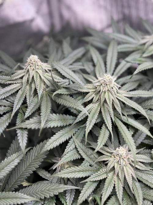 Grow #4 Coochie Runtz (Repeat). Week 12