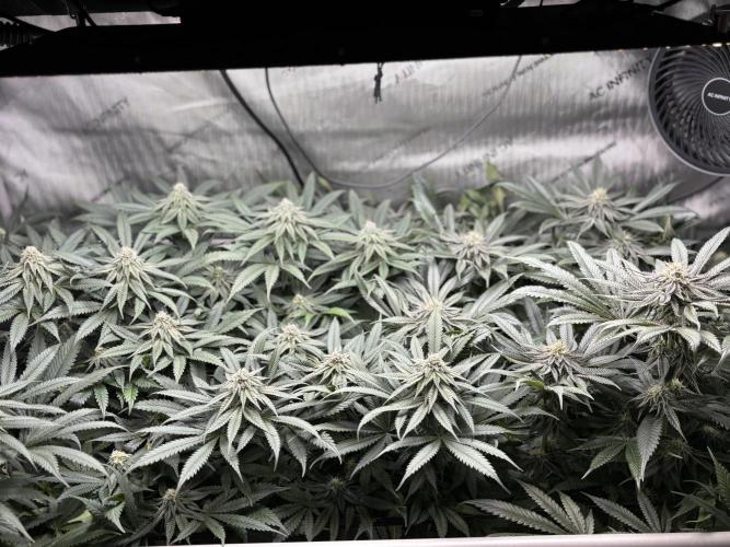 Grow #4 Coochie Runtz (Repeat). Week 12