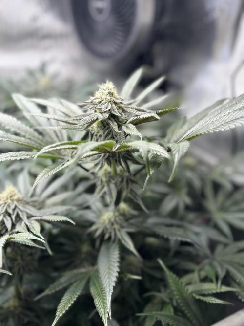 Grow #4 Coochie Runtz (Repeat). Week 12