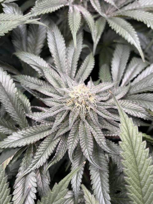 Grow #4 Coochie Runtz (Repeat). Week 13