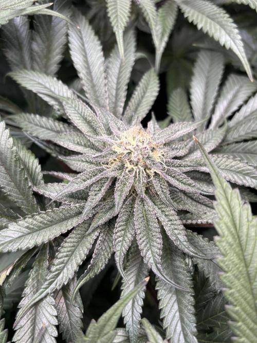 Grow #4 Coochie Runtz (Repeat). Week 13