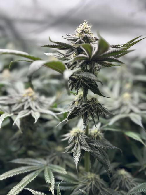 Grow #4 Coochie Runtz (Repeat). Week 13