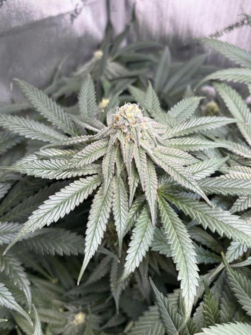 Grow #4 Coochie Runtz (Repeat). Week 13