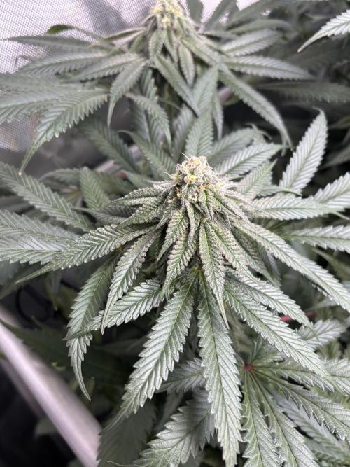 Grow #4 Coochie Runtz (Repeat). Week 13