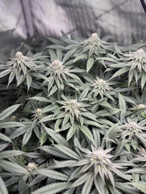 Grow #4 Coochie Runtz (Repeat). Week 13