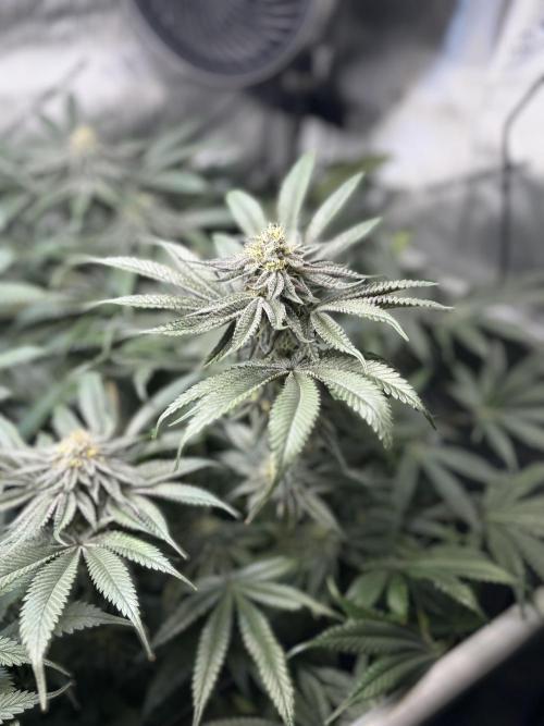 Grow #4 Coochie Runtz (Repeat). Week 13