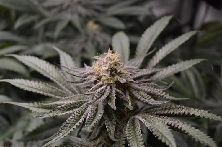 Grow #4 Coochie Runtz (Repeat). Week 13