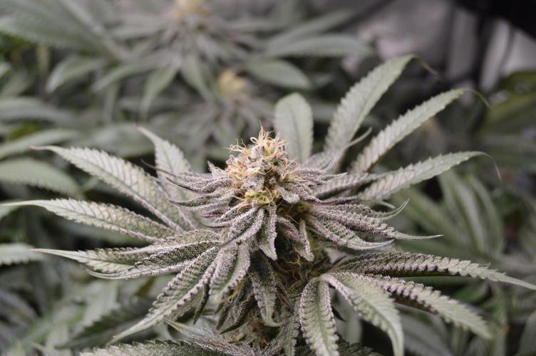 Grow #4 Coochie Runtz (Repeat). Week 13