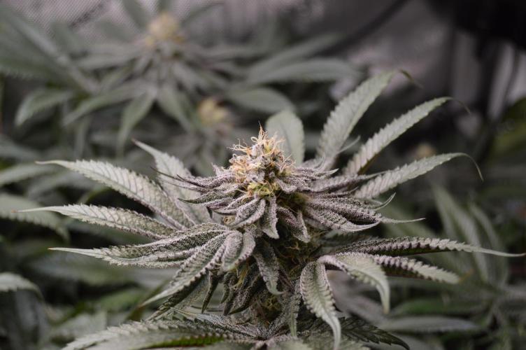 Grow #4 Coochie Runtz (Repeat). Week 13