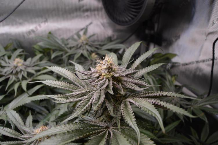 Grow #4 Coochie Runtz (Repeat). Week 13