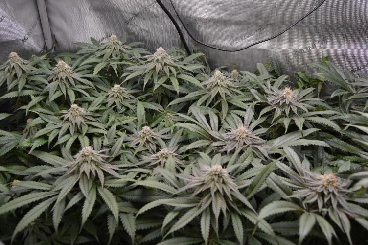 Grow #4 Coochie Runtz (Repeat). Week 13