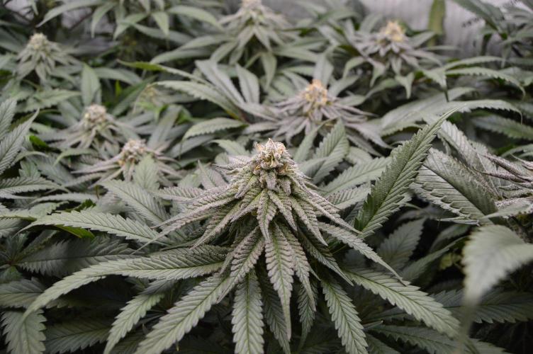 Grow #4 Coochie Runtz (Repeat). Week 13