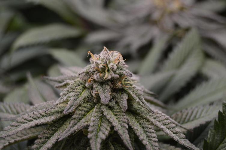 Grow #4 Coochie Runtz (Repeat). Week 13