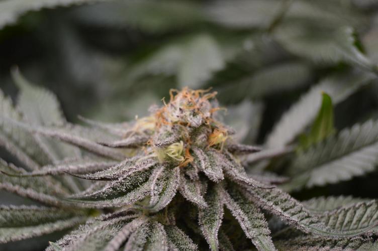 Grow #4 Coochie Runtz (Repeat). Week 13