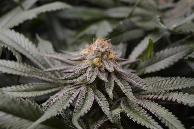 Grow #4 Coochie Runtz (Repeat). Week 13