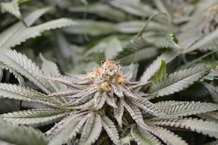 Grow #4 Coochie Runtz (Repeat). Week 13