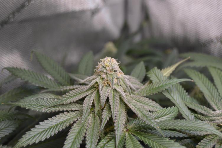 Grow #4 Coochie Runtz (Repeat). Week 13