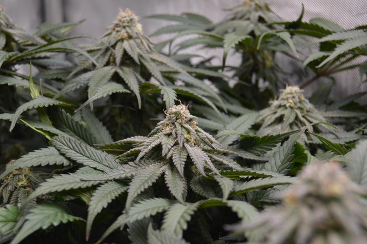 Grow #4 Coochie Runtz (Repeat). Week 13