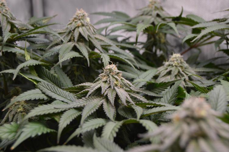 Grow #4 Coochie Runtz (Repeat). Week 13