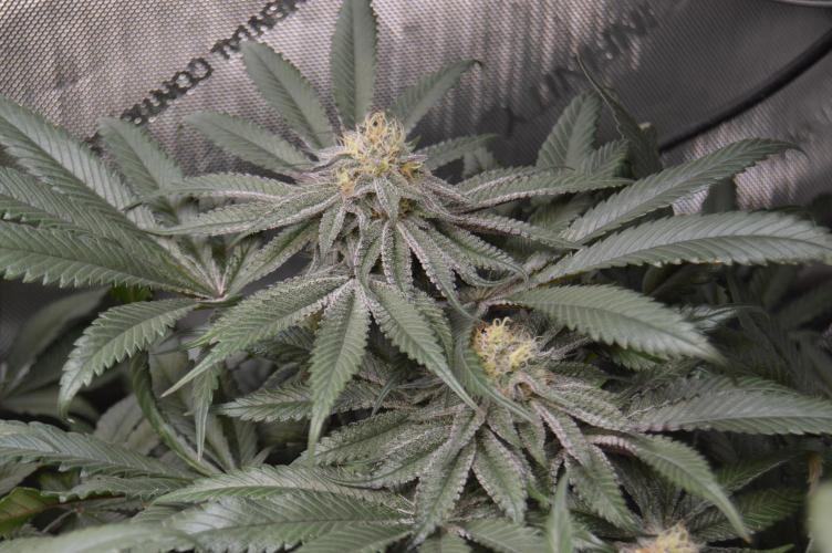 Grow #4 Coochie Runtz (Repeat). Week 13