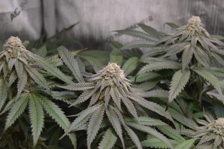 Grow #4 Coochie Runtz (Repeat). Week 14